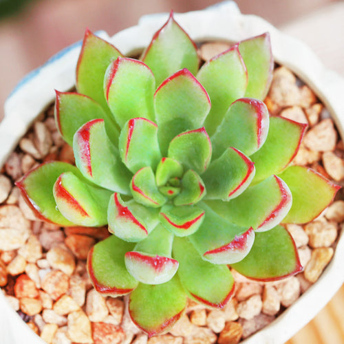 Real Live Succulent Cactus Plant : 'HONGHUANVWANG'