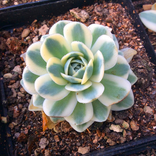 Real Live Succulent Cactus Plant :  Orostachys iwarenge var. variegata 'Fuji'