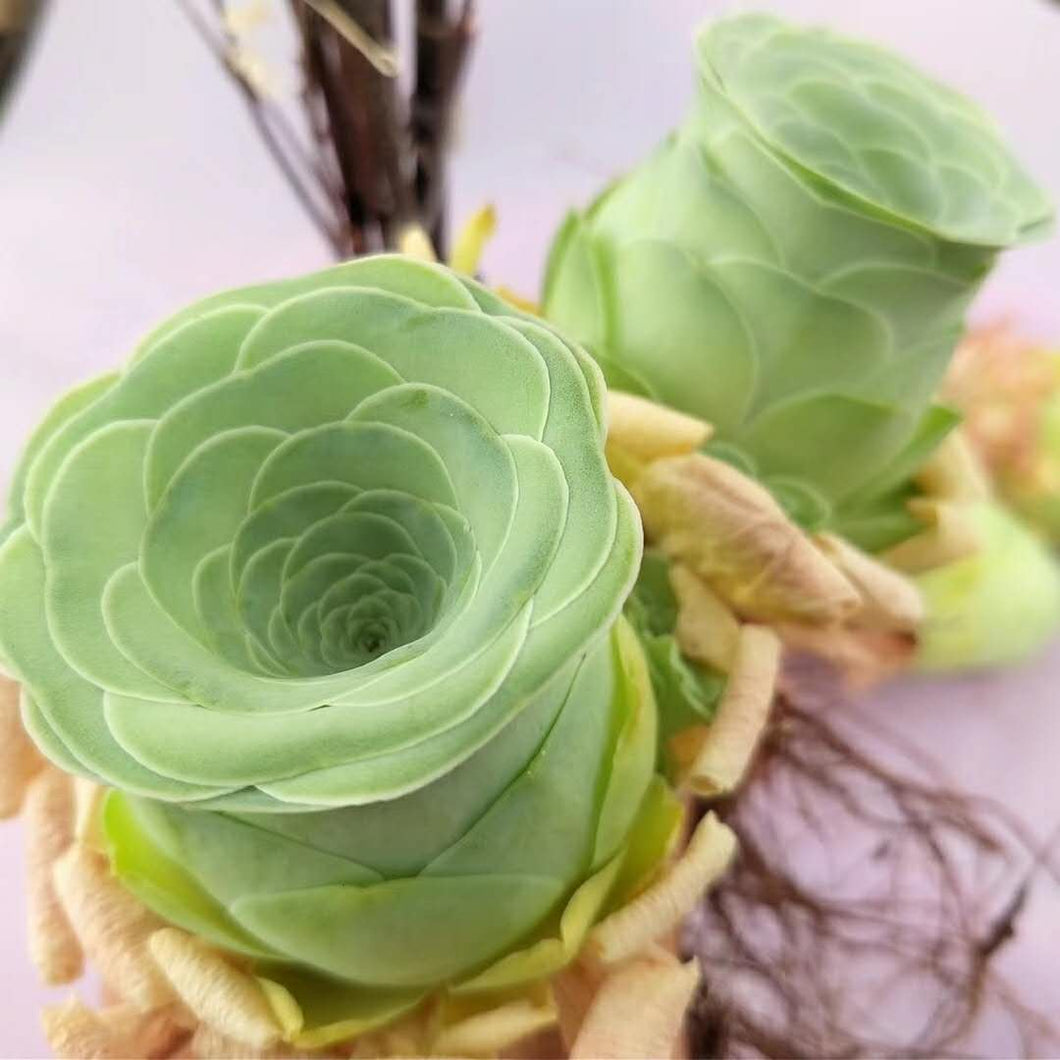 greenovia dodrantalis succulent Real Live Succulent Cactus Plant : Greenovia Dodrantalis