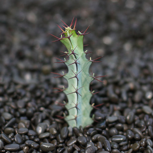 Real Live Succulent Cactus Plant :  Euphorbia greenwayi P.R.O.Bally & S.Carter
