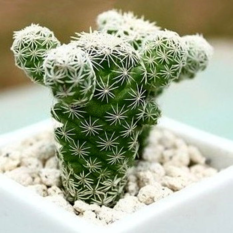 Real Live Succulent Cactus Plant : Mammillaria gracilis PFEIFF var. fragilis
