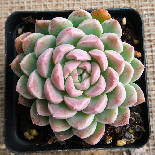 Real Live Succulent Cactus Plant :  Echeveria 'Iria'