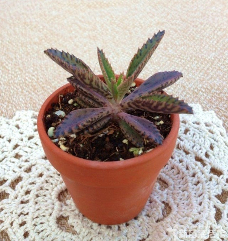 Real Live Succulent Cactus Plant :  Kalanchoe Daigremontiana variegata