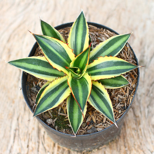 Real Live Succulent Cactus Plant :  Agave kerchovei var. pectinata variegata