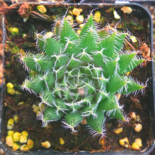 Haworthia bolusii Baker var. blackbeardiana Bayer : Real Live Succulent Cactus Plant
