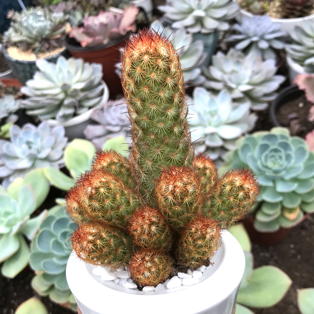 dc succulents Mammillaria elongata DC. : Real Live Succulent Cactus Plant