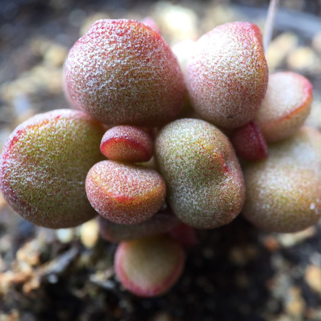 Real Live Succulent Cactus Plant :  Adromischus marianae cv. 'Little Spheroid'