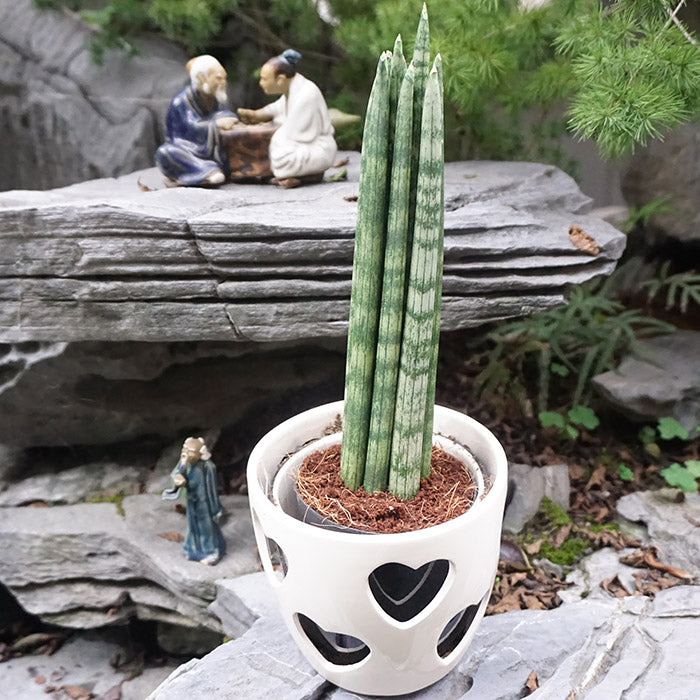 Real Live Succulent Cactus Plant :  Sansevieria Boncellensis Dwarf