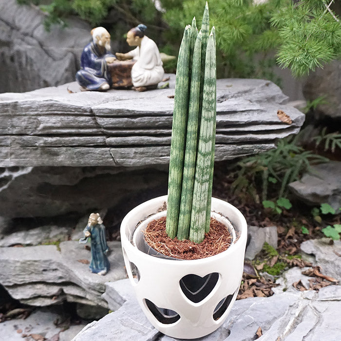 buy live san pedro cactus Real Live Succulent Cactus Plant : Sansevieria Boncellensis Dwarf –  Succulent Zone