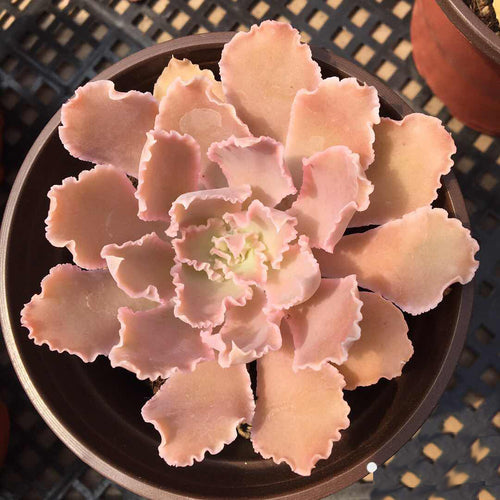 Real Live Succulent Cactus Plant :  Echeveria shaviana Walther