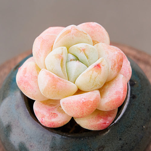 Real Live Succulent Cactus Plant :  Echeveria 'Ice Cream'