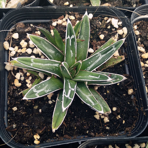 Real Live Succulent Cactus Plant :  Agave victoriae-reginae T.Moore