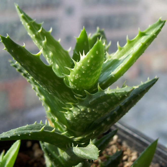 Aloe juvenna Brandham et S. Carter : Real Live Succulent Cactus Plant