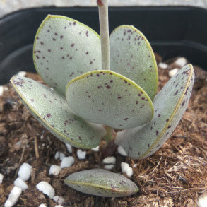Adromischus schuldtianus 'Radiance' : Real Live Succulent Cactus Plant