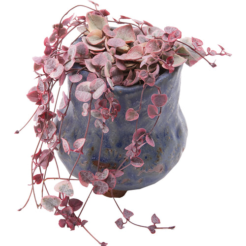 Real Live Succulent Cactus Plant : Ceropegia woodii f.variegata