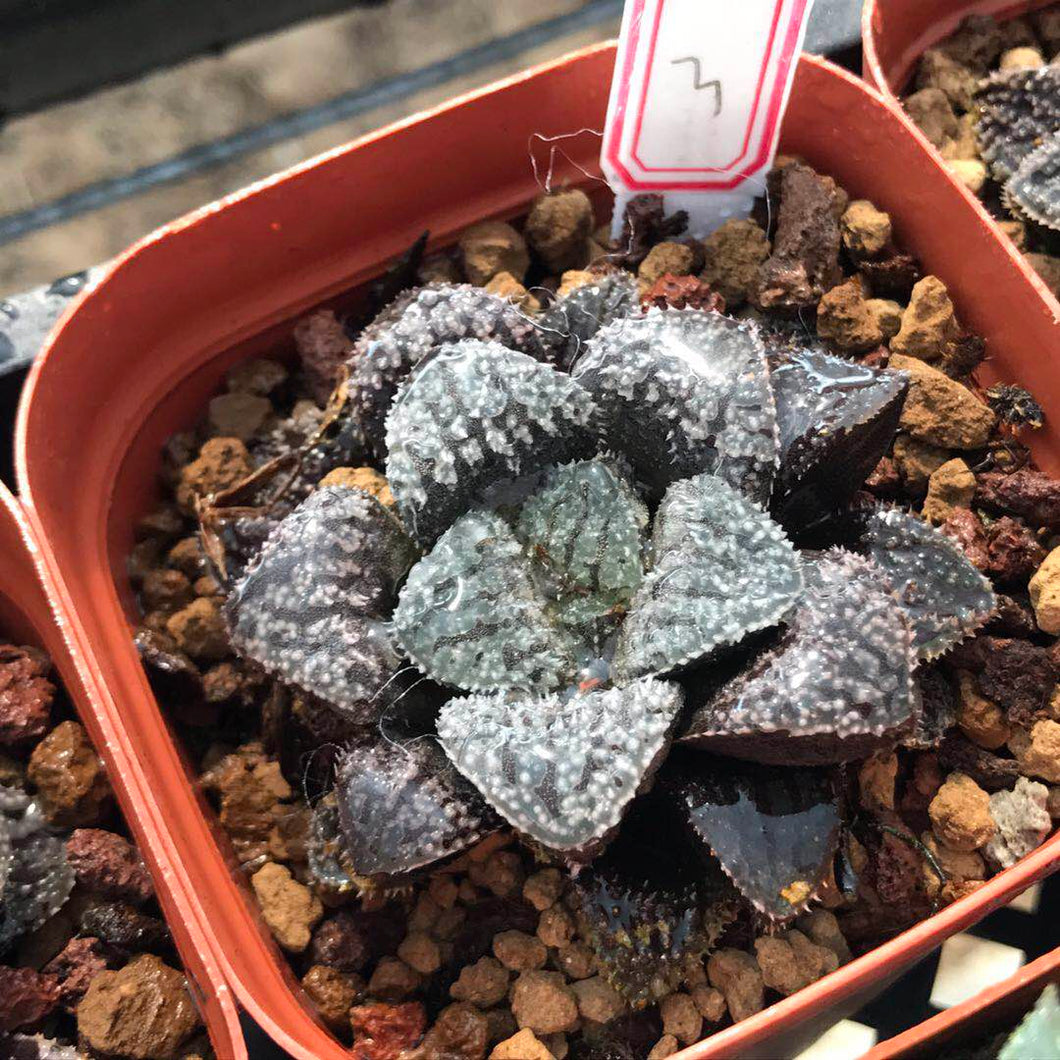 Real Live Succulent Cactus Plant :  Haworthia Blue Diamond