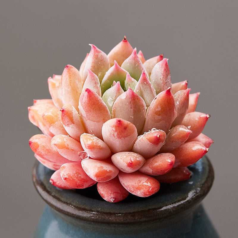 chrissy and ryan succulents Real Live Succulent Cactus Plant : Echeveria 'Chrissy N ryan'