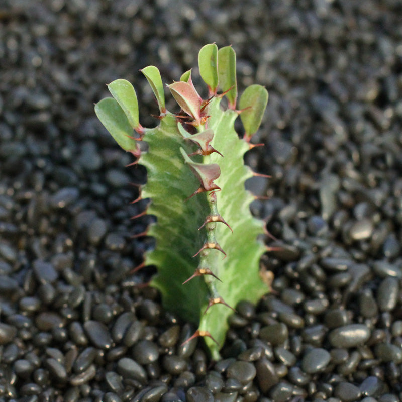Real Live Succulent Cactus Plant :  Euphorbia Trigona