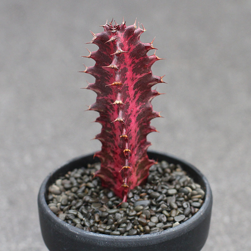 Real Live Succulent Cactus Plant :  Euphorbia Trigona variegata