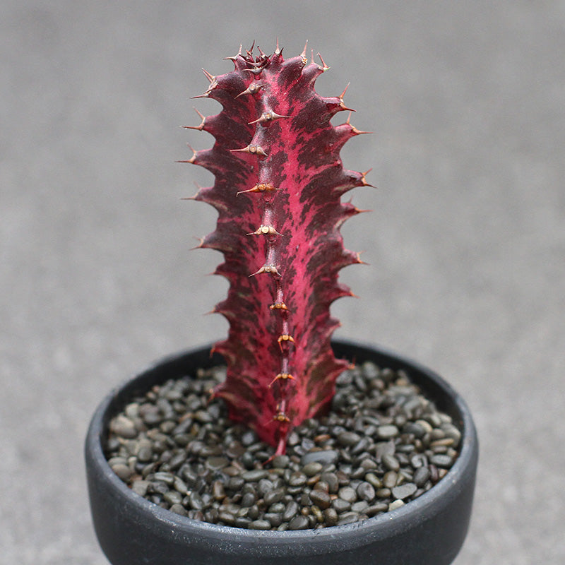 euphorbia trigona variegata Real Live Succulent Cactus Plant : Euphorbia Trigona variegata