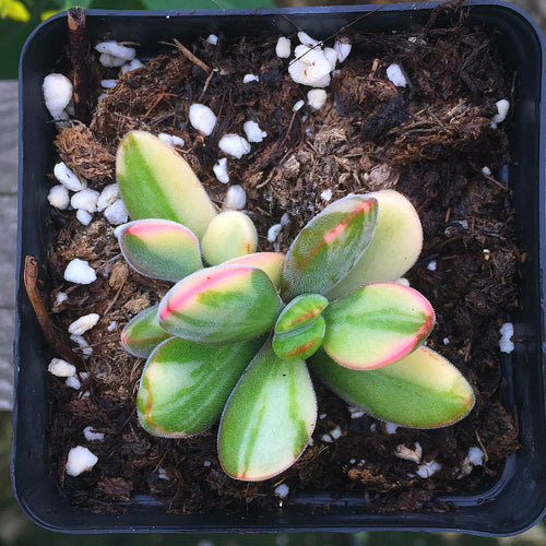 Real Live Succulent Cactus Plant :  Crassula rogersii variegata