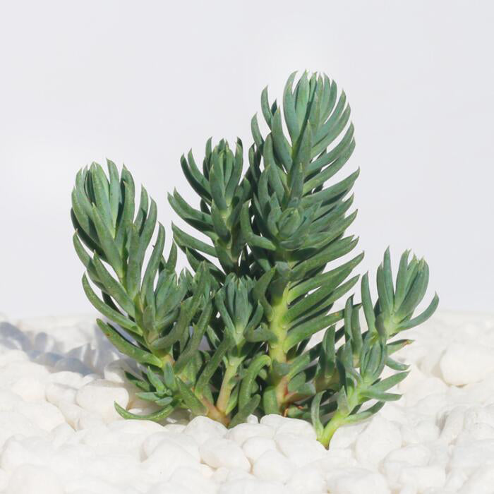 Real Live Succulent Cactus Plant :  Sedum reflexum L. 'Blue Spruce'