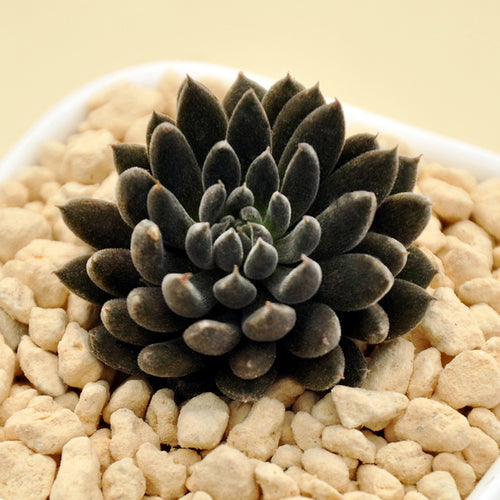 Real Live Succulent Cactus Plant :  Sinocrassula yunnanensis (Franch.) A.Berger