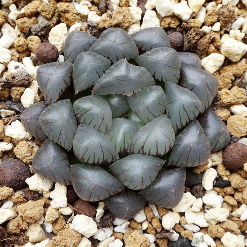 Real Live Succulent Cactus Plant :  Haworthia obtusa Dodson Murasaki