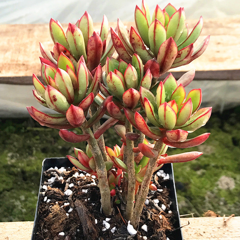 succulent with red stem Real Live Succulent Cactus Plant : Tangerance – Succulent Zone
