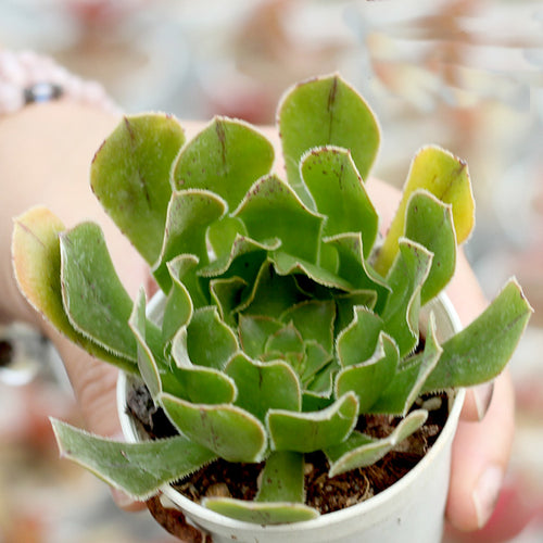 Real Live Succulent Cactus Plant :  Aeonium arboreum (L.) Webb et Berthel