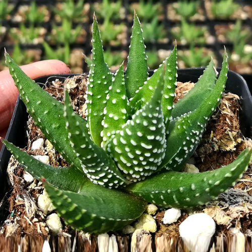 Haworthia minima Baker 'Swellens' : Real Live Succulent Cactus Plant