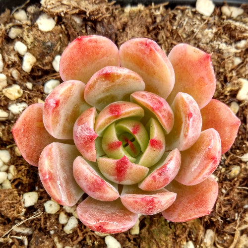 Real Live Succulent Cactus Plant :  Echeveria agavoides 'Santa Lewis'