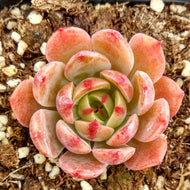Real Live Succulent Cactus Plant :  Echeveria agavoides 'Santa Lewis'