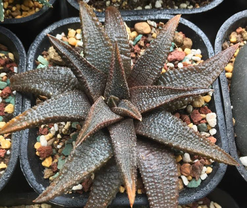 Haworthia koelmaniorum Oberm. et D. S. Hardy : Real Live Succulent Cactus Plant