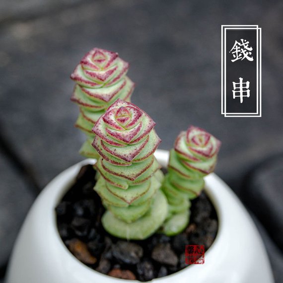 Real Live Succulent Cactus Plant : Crassula 'Jade Necklace'