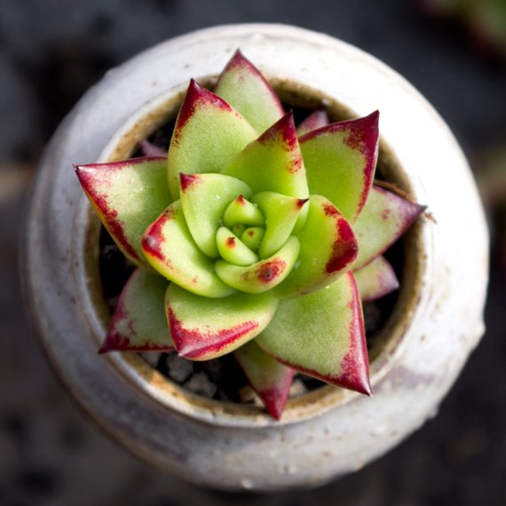 echeveria lipstick succulent Real Live Succulent Cactus Plant : Echeveria agavoides 'Lipstick' – Succulent Zone