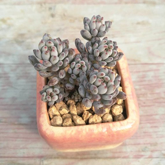 real blue succulents Real Live Succulent Cactus Plant : Graptopetalum pachyphyllum 'Bluebean' – Succulent Zone