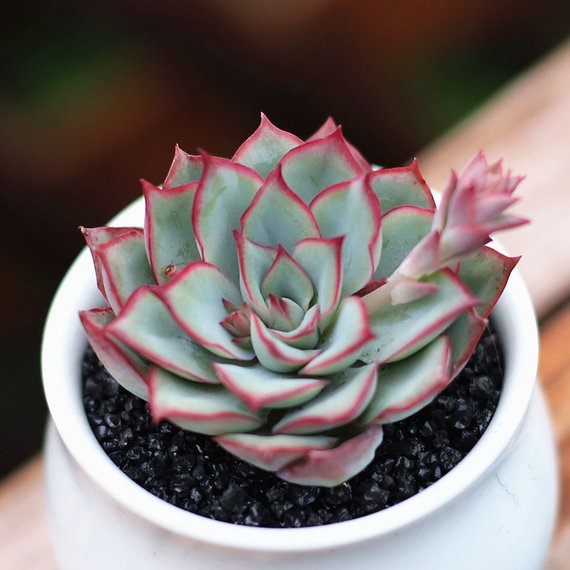 Real Live Succulent Cactus Plant : Echeveria Moon Gad varnish