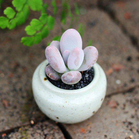 Real Live Succulent Cactus Plant : Pachyphytum 'Blue Haze' – Succulent Zone