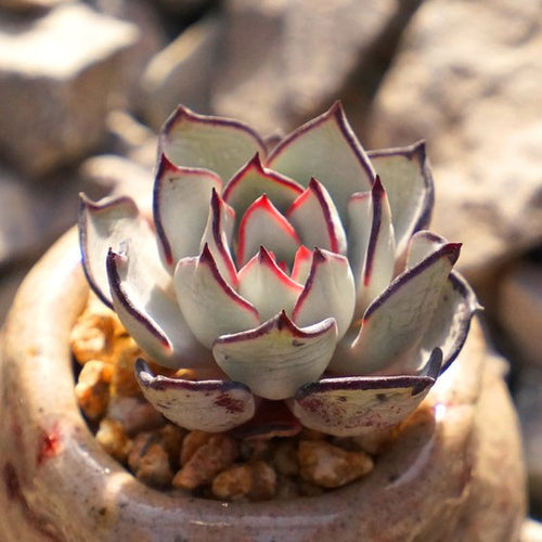 Real Live Succulent Cactus Plant : Echeveria strictiflora v nova