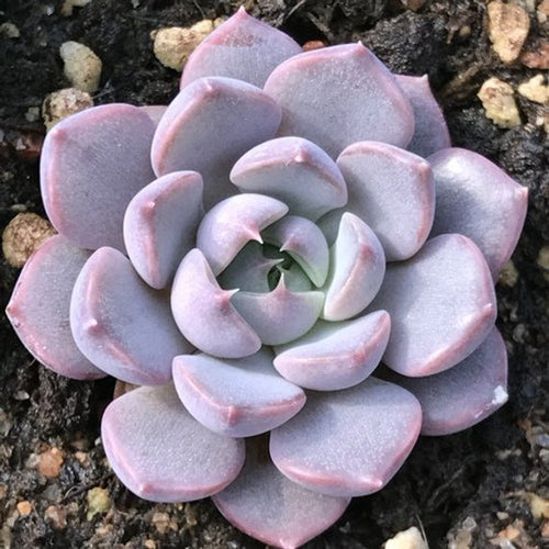 Real Live Succulent Cactus Plant : 'XIAMENG' 'Summer Dream'