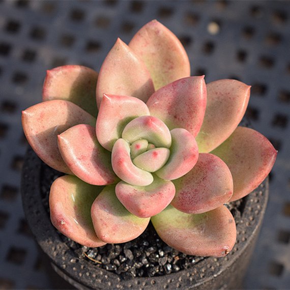 avocado succulent Real Live Succulent Cactus Plant : xGraptoveria 'Avocado Cream'