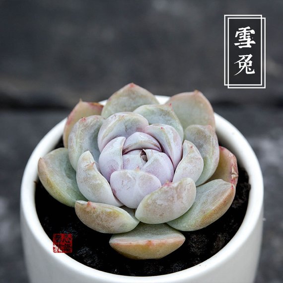 bunny succulents for sale Real Live Succulent Cactus Plant : Echeveria 'snow bunny' – Succulent Zone
