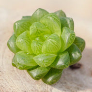Real Live Succulent Cactus Plant : Haworthia cooperi