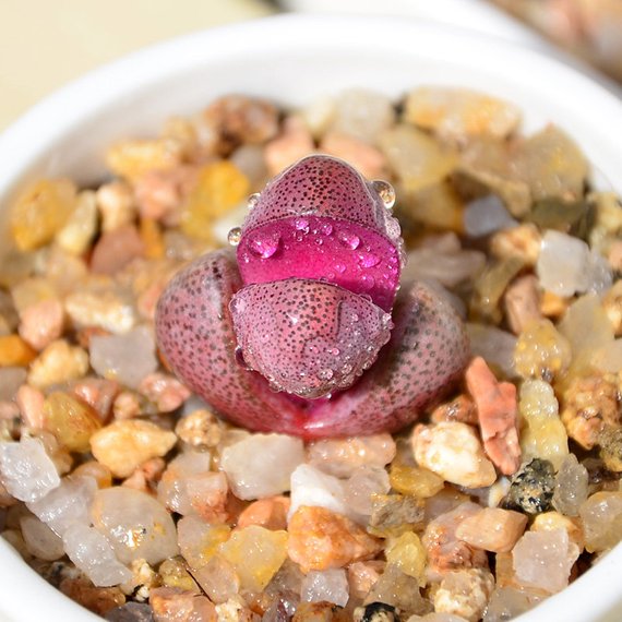 royal flush succulent Real Live Succulent Lithops Pseudotruncatella Plant : Pleiospilos Royal  Flush – Succulent Zone