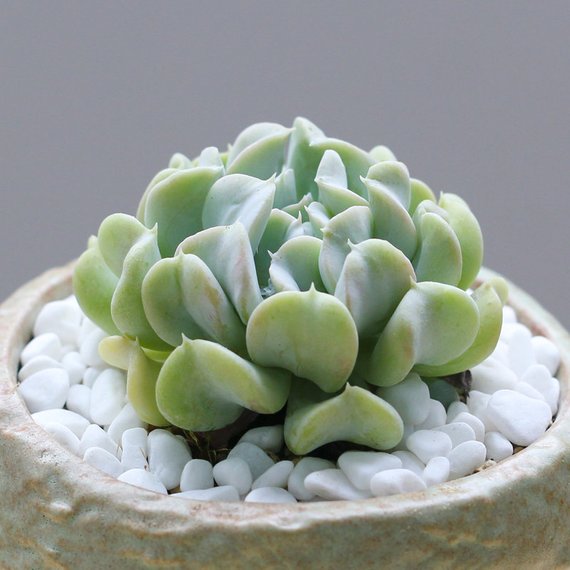Real Live Succulent Cactus Plant : Echeveria runyonii 'Topsy Turvy'