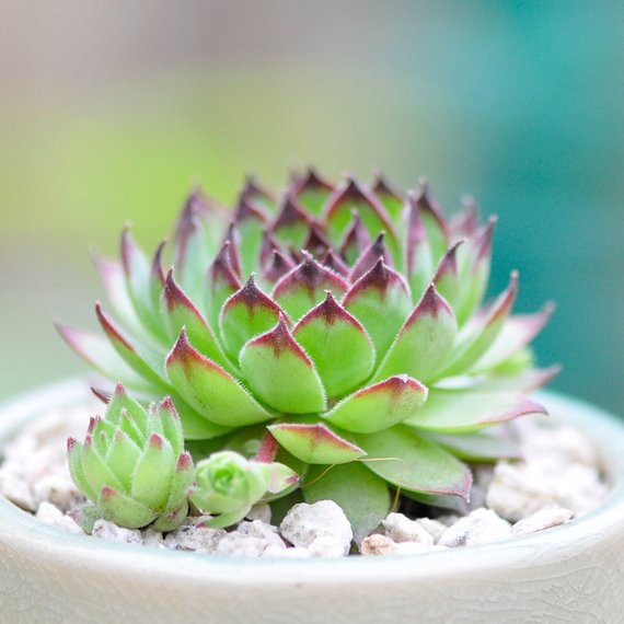sempervivum tectorum succulent Real Live Succulent Cactus Plant : Sempervivum tectorum – Succulent Zone