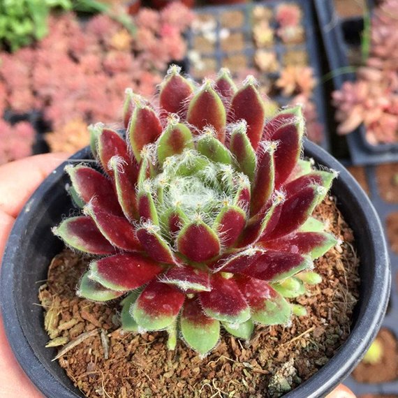 succulent sempervivum Real Live Succulent Cactus Plant : Sempervivum arachnoideum 'Rubrum' –  Succulent Zone