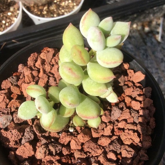 cotyledon pendens succulent plants Real Live Succulent Cactus Plant : Cotyledon pendens