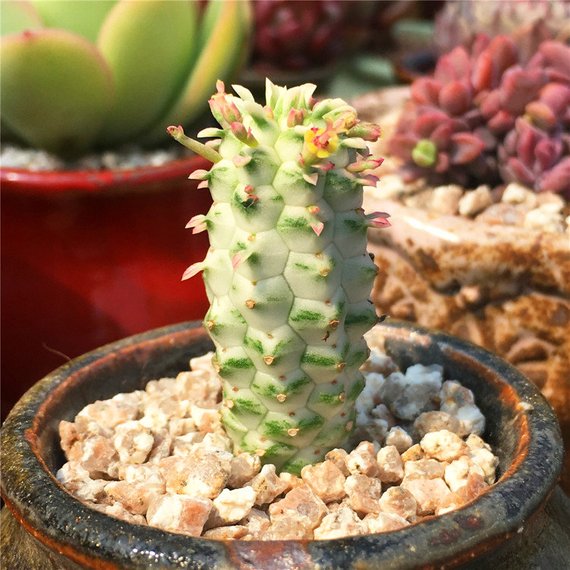 Real Live Succulent Cactus Plant : Mammillaris var. variegata